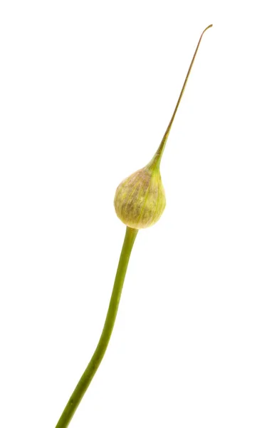 Flora Gran Canaria Allium Ampeloprasum Alho Porro Selvagem Inflorescência Não — Fotografia de Stock