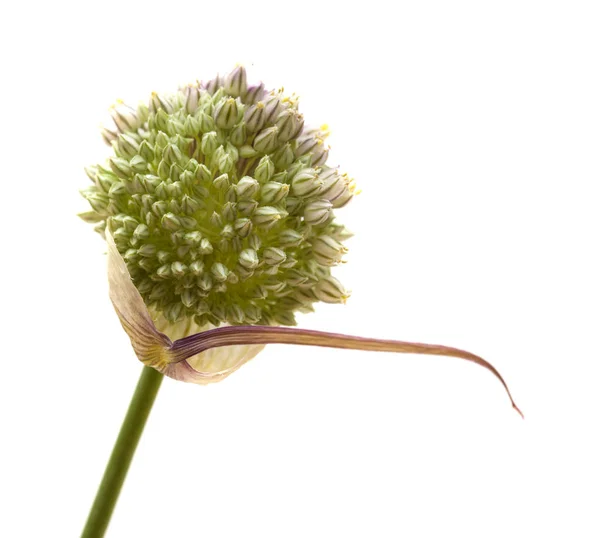 Flore Gran Canaria Allium Ampeloprasum Poireau Sauvage Isolé Sur Blanc — Photo