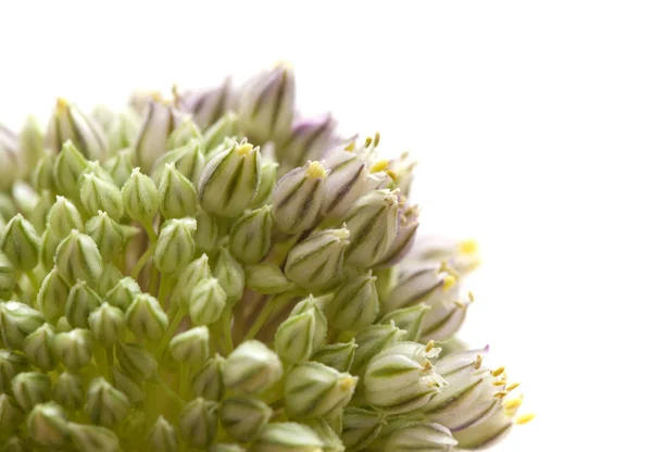 Flora Gran Canaria Allium Ampeloprasum Wild Leek Isolated White — Stock Photo, Image