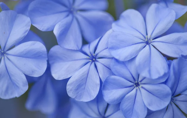 Flowering Blue Plumbago Natural Macro Floral Background — Stock Photo, Image