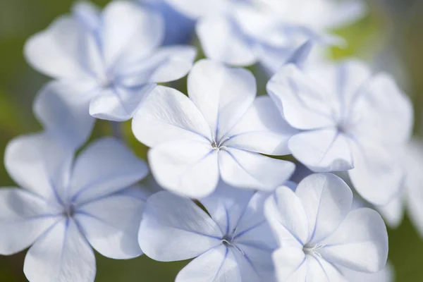 Квітучий Синій Гірчиця Природний Макро Квітковий Фон — стокове фото