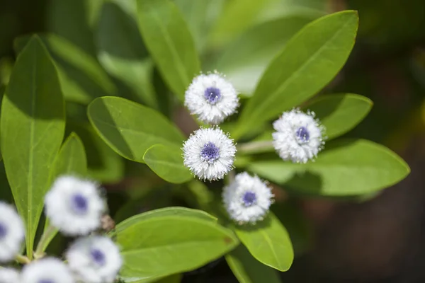 グラン カナリア島 Globularia Sarcophylla まれな工場のグラン カナリア島の固有種の植物相 — ストック写真