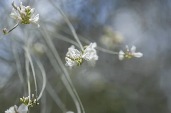 Flora Van Gran Canaria Retama Rhodorhizoides Canarische Retama — Stockfoto