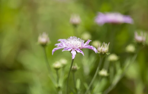 Flora Gran Canaria Pterocephalus Dumetorum Mountain Scabious Endemic Central Canary — стоковое фото