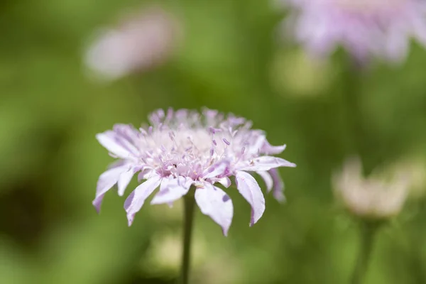 Flora Gran Canaria Pterocephalus Dumetorum Mountain Scabious Endemic Central Canary — стоковое фото