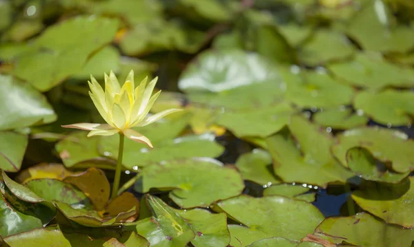 Blumen Hintergrund Mit Gelben Nymphaea Seerose — Stockfoto