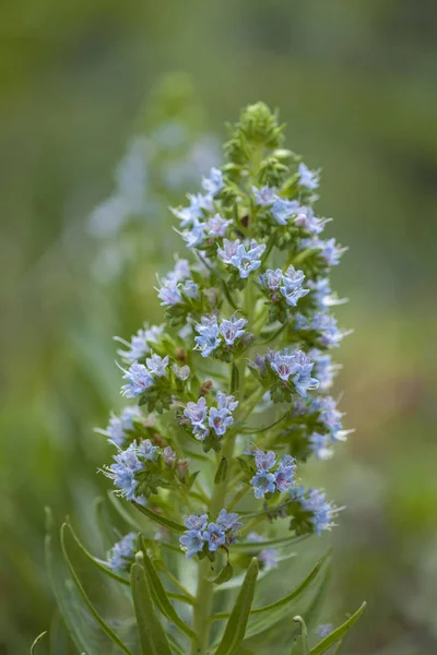 大加那利岛 Echium Callithyrsum 大加那利岛蓝 Bugloss 的植物群 — 图库照片