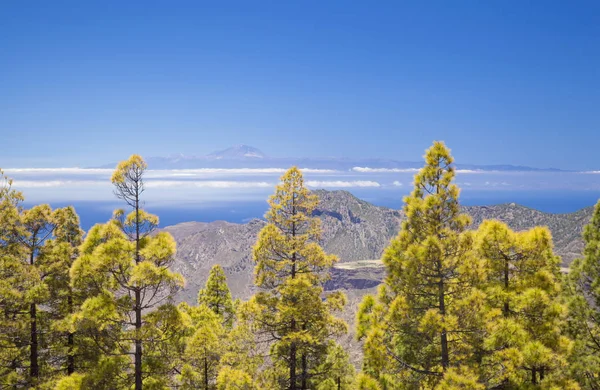 Pohled Las Cumbres Nejvyšší Oblastech Ostrova Gran Canaria — Stock fotografie