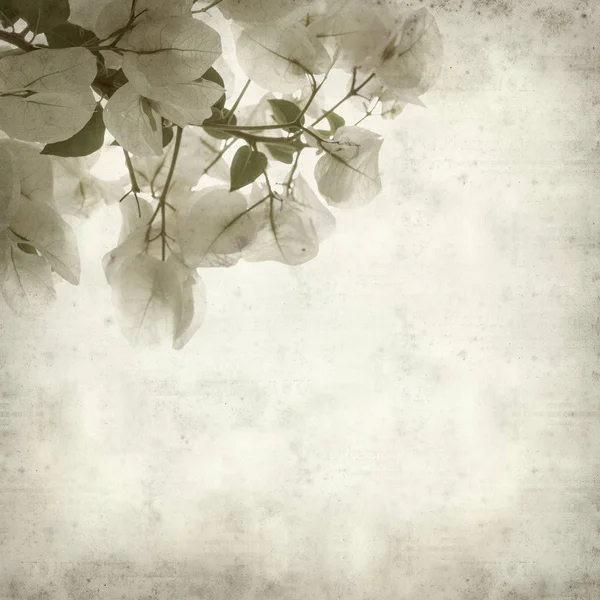 Texturierte Alte Papier Hintergrund Mit Weißen Bougainvillea Blumen — Stockfoto