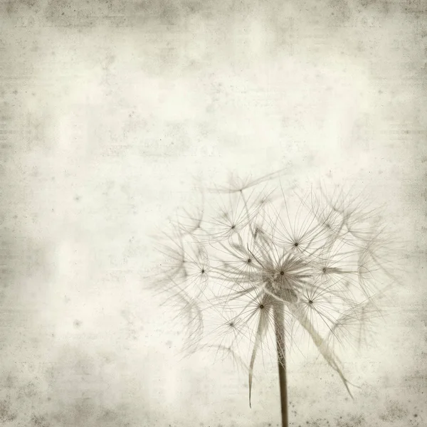 Fundo Papel Velho Texturizado Com Seedhead Salsify Tragopogon — Fotografia de Stock