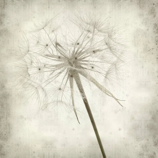 Textured Old Paper Background Seedhead Salsify Tragopogon — Stock Photo, Image