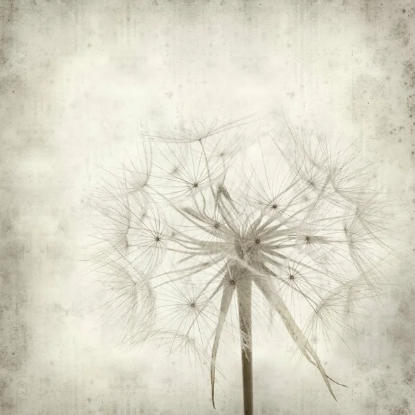 Textured Old Paper Background Seedhead Salsify Tragopogon — Stock Photo, Image