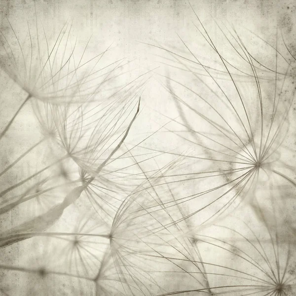 Textured Old Paper Background Seedhead Salsify Tragopogon — Stock Photo, Image
