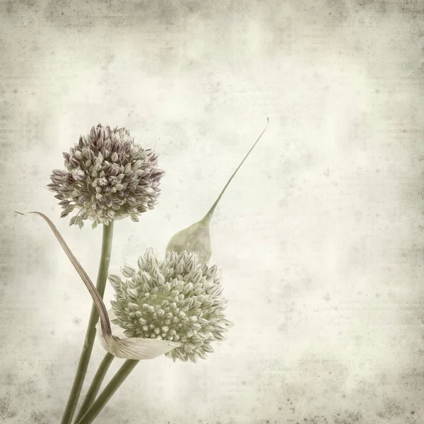 Fundo Papel Velho Texturizado Com Redonda Allium Ampeloprasum Flores Alho — Fotografia de Stock