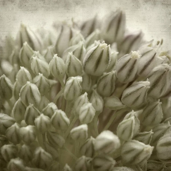라운드 Ampeloprasum 꽃으로 — 스톡 사진