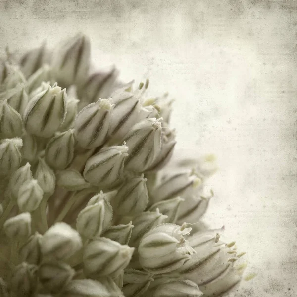 Texturou Staré Papírové Pozadí Pór Divoké Pórek Květiny — Stock fotografie