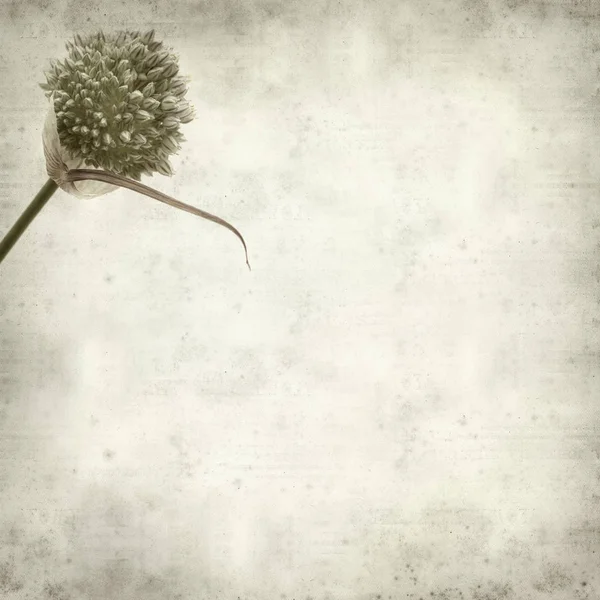 Teksturowanej Stary Tło Rundy Allium Ampeloprasum Pora Dzikie Kwiaty — Zdjęcie stockowe