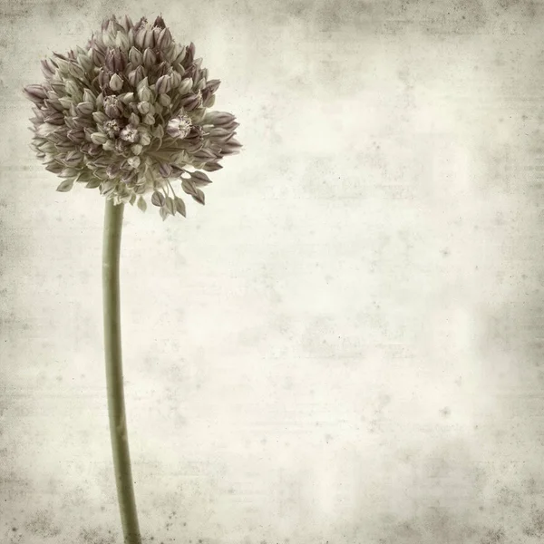 ラウンド リーキ 野生のニラの花と古い紙背景をテクスチャ — ストック写真