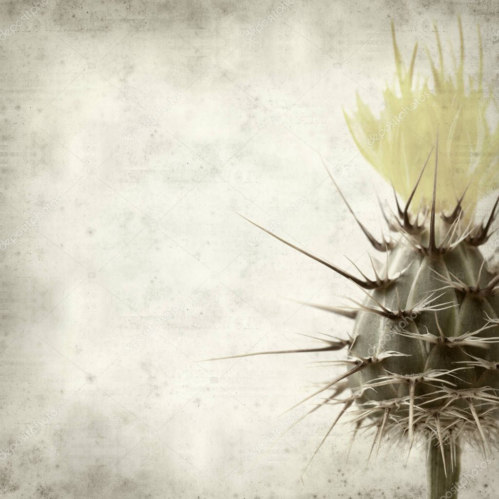 textured old paper background with  yellow Centaurea melitensis,  Maltese star-thistle