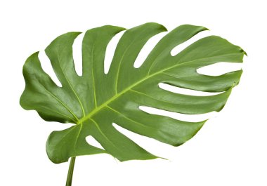 big shiny leaf of monstera plant isolated on white background clipart