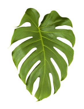 büyük parlak yaprak beyaz arka plan üzerinde izole monstera bitki