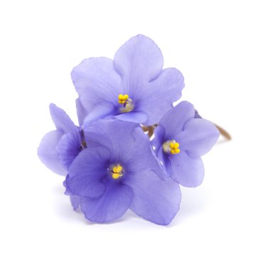 beautiful blue african violet isolated on white background clipart