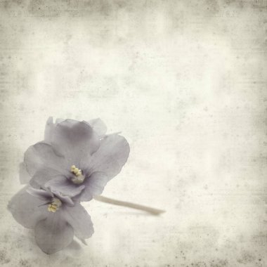 Eski Kağıt arka plan mavi African violet çiçekler ile dokulu