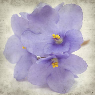 Eski Kağıt arka plan mavi African violet çiçekler ile dokulu