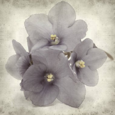 Eski Kağıt arka plan mavi African violet çiçekler ile dokulu