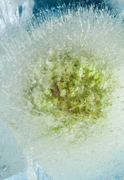冰冻植物群抽象宏观自然背景与野生韭菜花序冻成块冰 — 图库照片