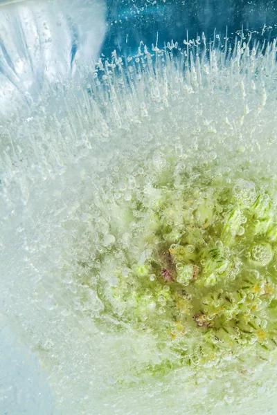 Bevroren Flora Abstract Macro Natuurlijke Achtergrond Met Wild Prei Bloeiwijze — Stockfoto