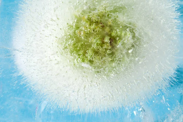 Zmrazené Přirozeného Pozadí Abstraktní Makro Flóry Divokou Pórek Květenství Zmrzlý — Stock fotografie