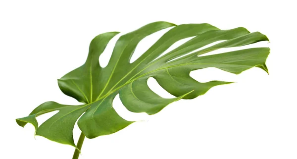 Gran Hoja Brillante Planta Monstera Aislada Sobre Fondo Blanco — Foto de Stock