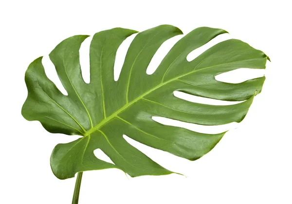 Grande Folha Brilhante Planta Monstera Isolado Fundo Branco — Fotografia de Stock