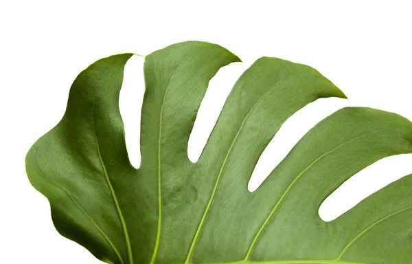 Grote Glanzende Blad Monstera Plant Geïsoleerd Witte Achtergrond — Stockfoto