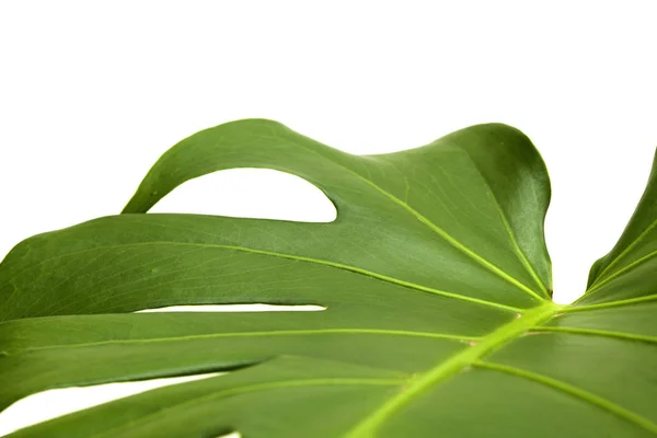 Gran Hoja Brillante Planta Monstera Aislada Sobre Fondo Blanco — Foto de Stock