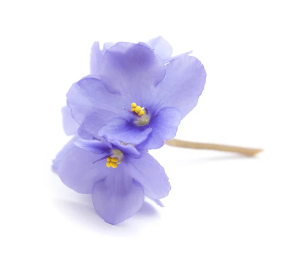 Vackra Blå African Violet Isolerad Vit Bakgrund — Stockfoto