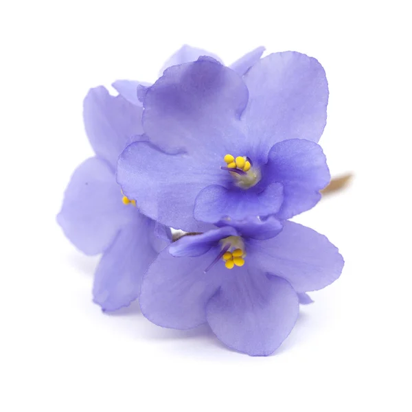 Magnifique Violet Africain Bleu Isolé Sur Fond Blanc — Photo