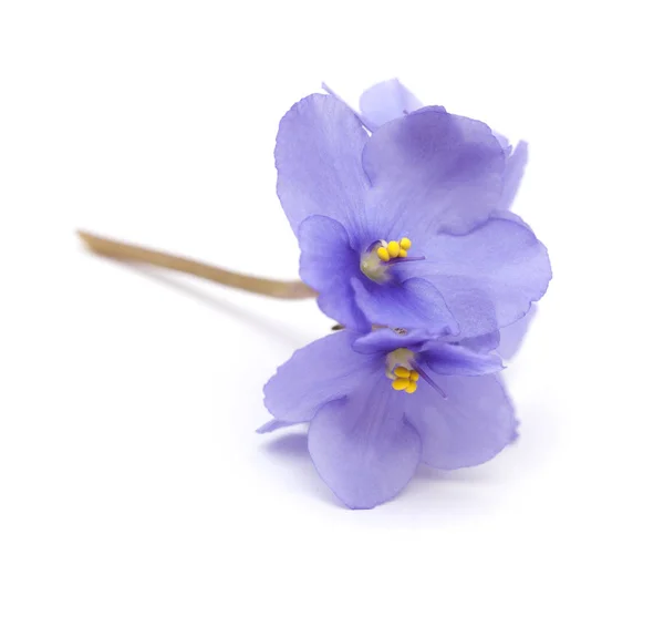 Bonito Azul Africano Violeta Isolado Fundo Branco — Fotografia de Stock