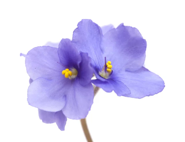 美丽的蓝色非洲紫罗兰在白色背景被隔绝了 — 图库照片