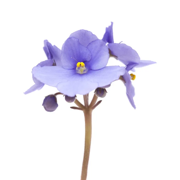 Bonito Azul Africano Violeta Isolado Fundo Branco — Fotografia de Stock