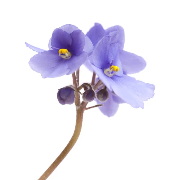 Hermosa Violeta Africana Azul Aislado Sobre Fondo Blanco —  Fotos de Stock