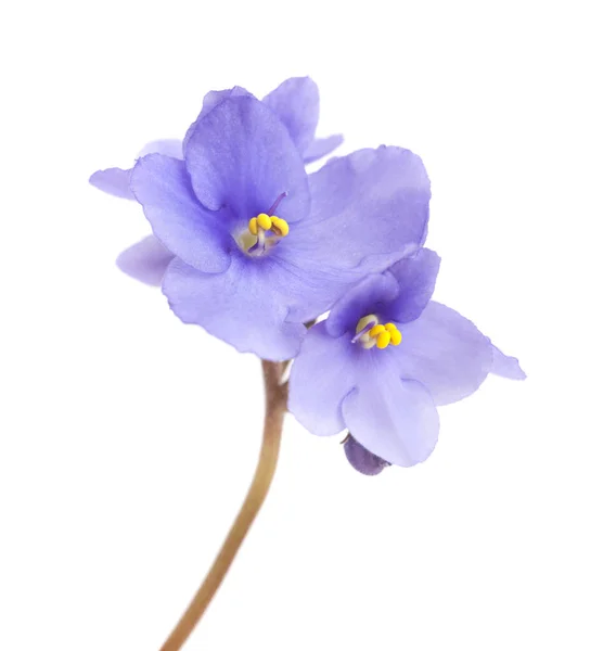 Beautiful Blue African Violet Isolated White Background — Stock Photo, Image