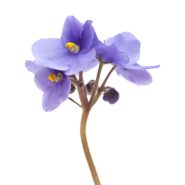 Vackra Blå African Violet Isolerad Vit Bakgrund — Stockfoto