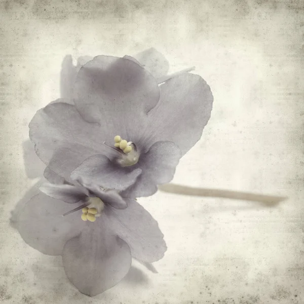 Textured Old Paper Background Blue African Violet Flowers — Stock Photo, Image