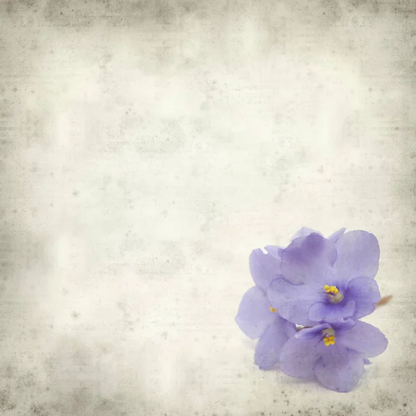 Texturerat Gamla Papper Bakgrund Med Blå African Violet Blommor — Stockfoto