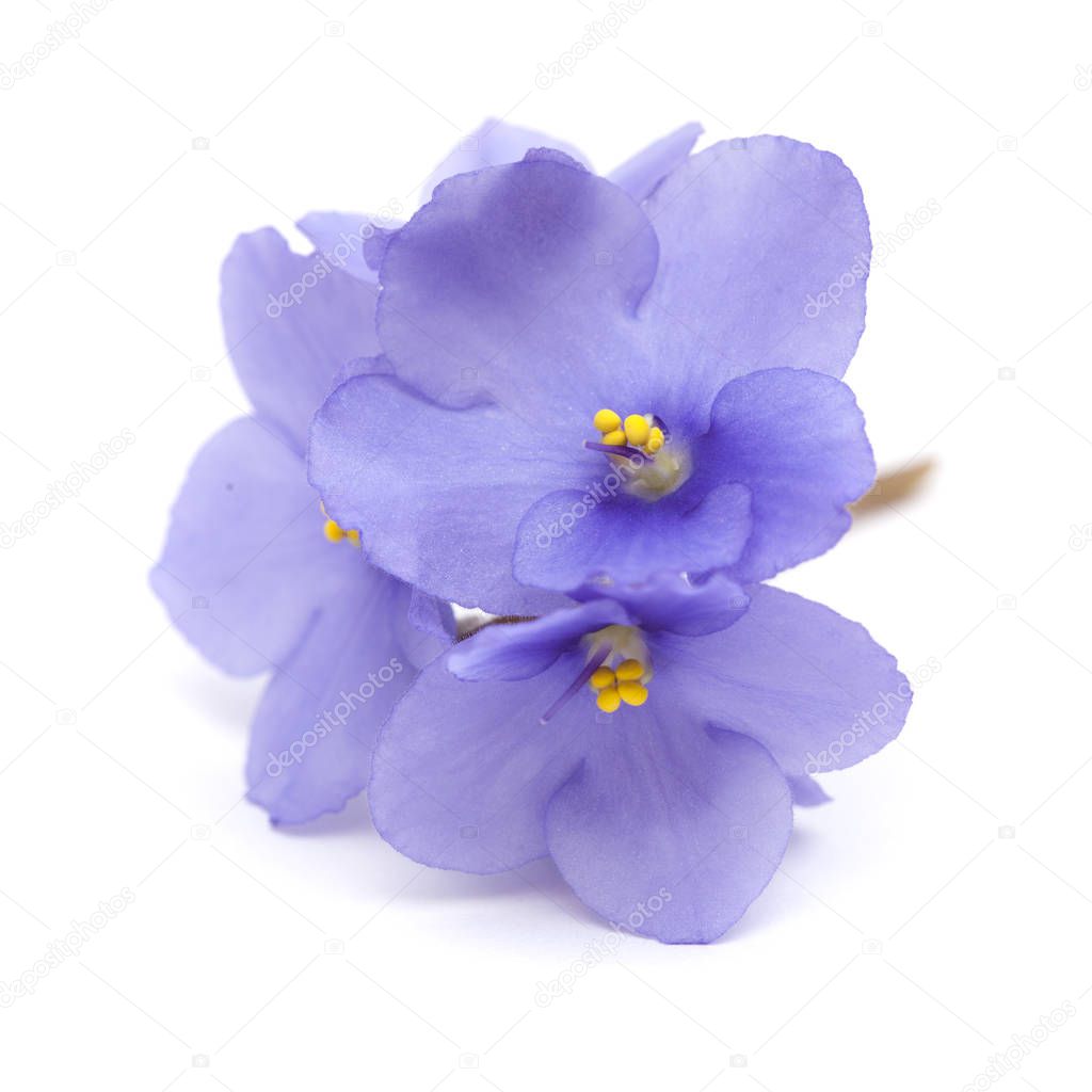 beautiful blue african violet isolated on white background