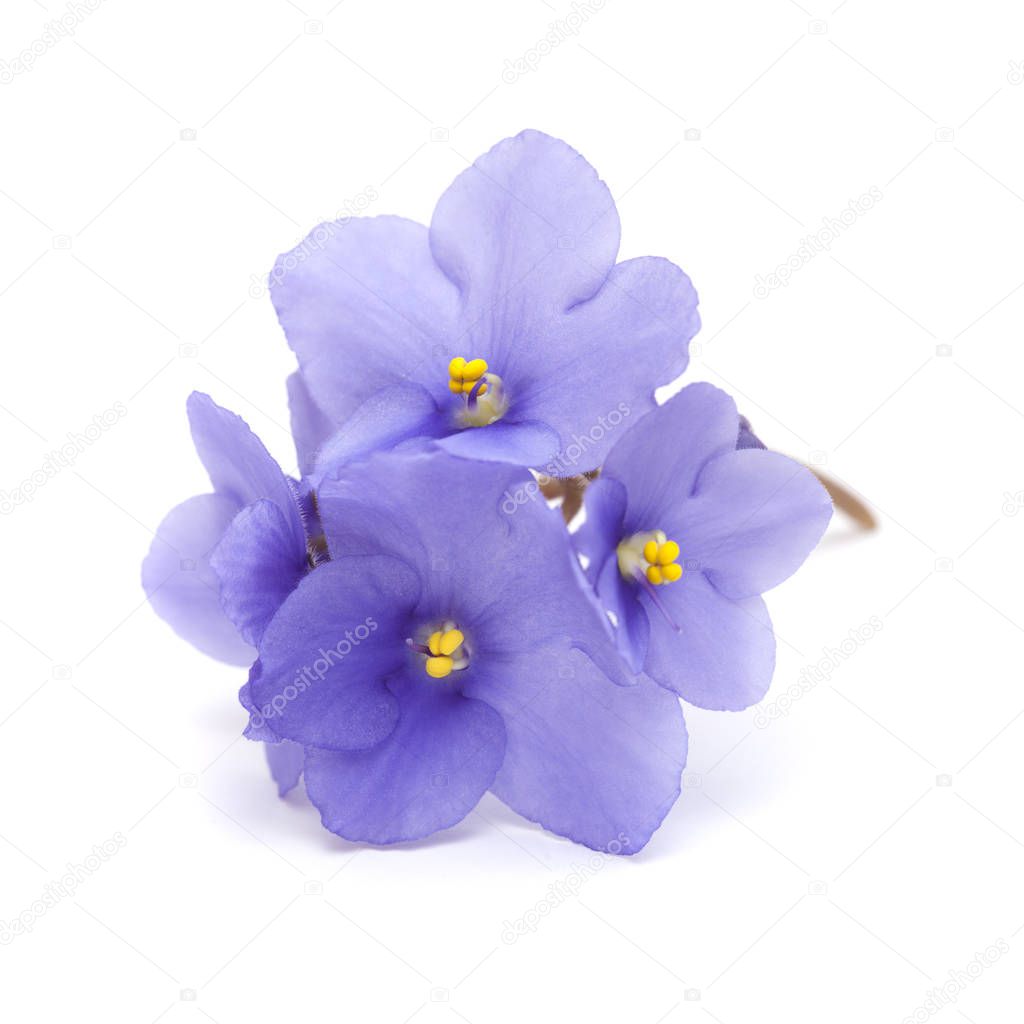 beautiful blue african violet isolated on white background