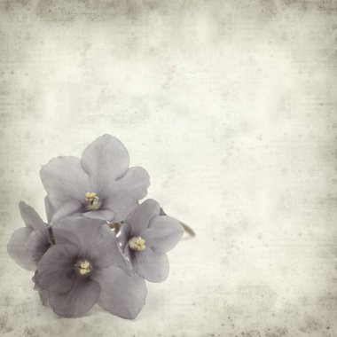 Eski Kağıt arka plan mavi African violet çiçekler ile dokulu