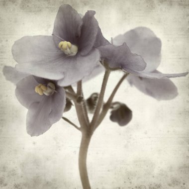 Eski Kağıt arka plan mavi African violet çiçekler ile dokulu